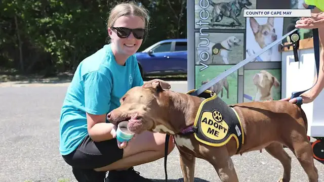 Video thumbnail for Jersey Proud: Shelter dogs get a sweet surprise