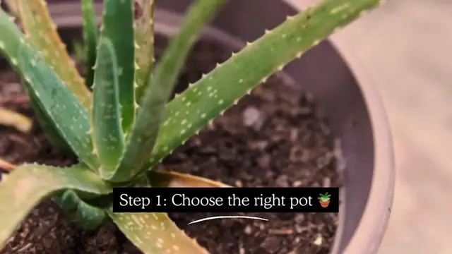 Video thumbnail for How to grow aloe vera in pots indoors