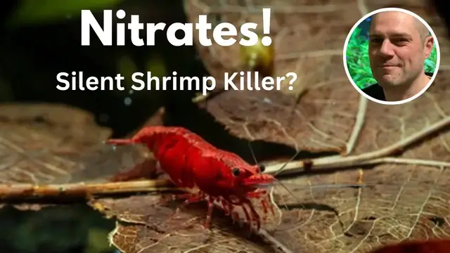 'Video thumbnail for Red Cherry Shrimp and Nitrates: Best Practices for a Thriving Shrimp Colony ?'