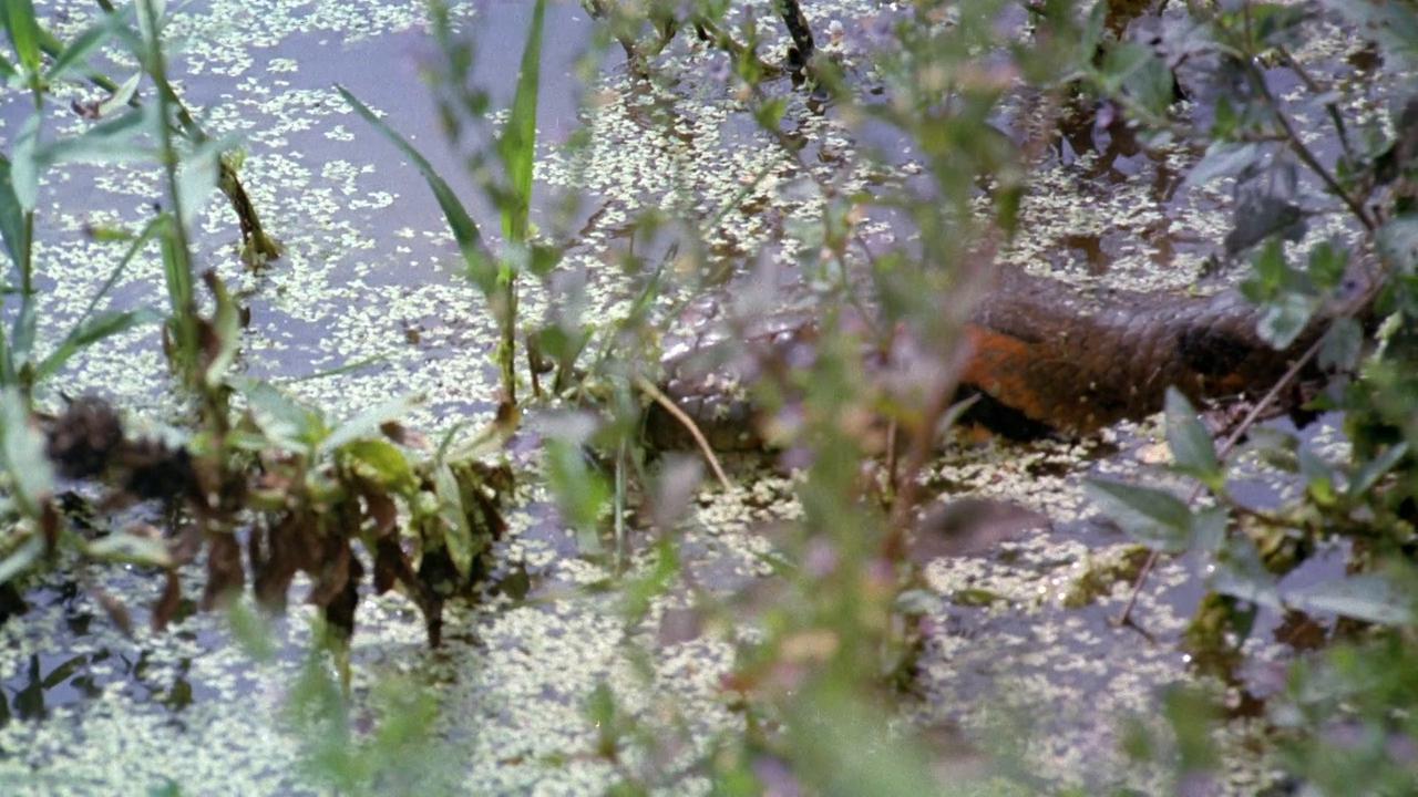 Video thumbnail for Super Animals -- Anaconda