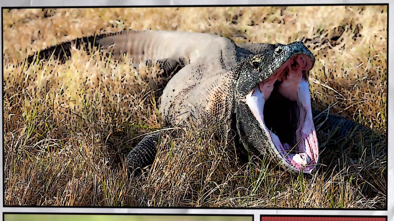 Video thumbnail for Super Animals -- Komodo Dragon