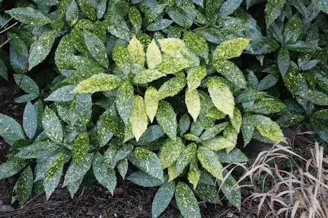 Video thumbnail for Now is the best time to plant trees and shrubs in your garden. Here's why.