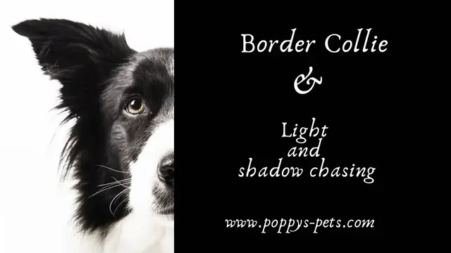 Video thumbnail for Example : Is Your Dog (border collie) Obsesses and Nipping at Thin Air & Pulling at Curtains.