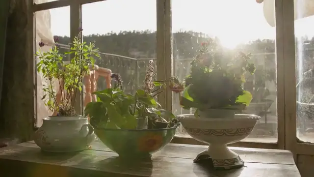 'Video thumbnail for Fiddle Leaf Fig Care'