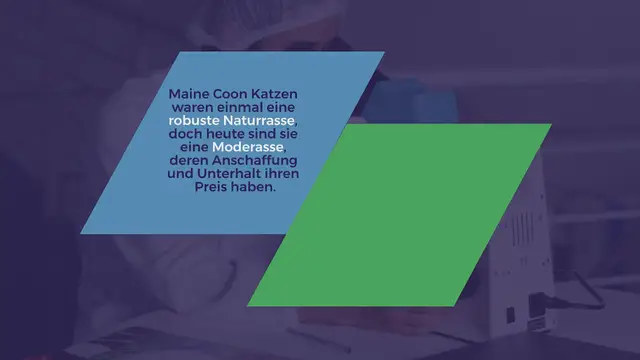 Video thumbnail for Wie viel kostet eine Maine Coon Katze?