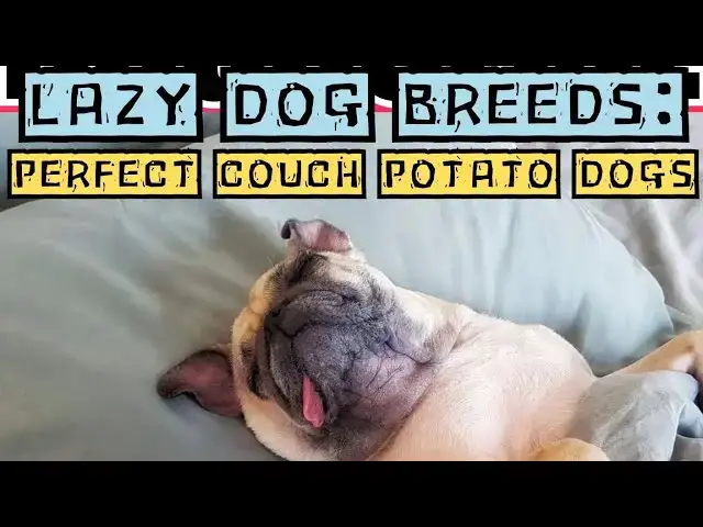 Video thumbnail for Couch Potato Dogs: Lazy Dog Breeds by Doggozila Magazine
