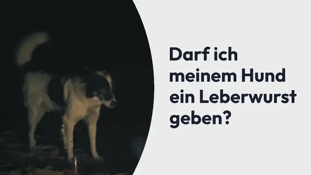 Video thumbnail for Dürfen Hunde Leberwurst fressen?