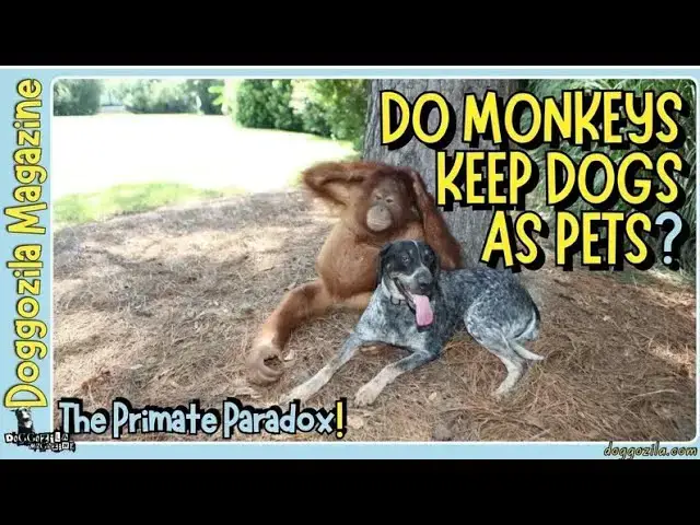 Video thumbnail for Do Monkeys Keep Dogs as Pets like We Do?