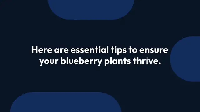 Video thumbnail for Tips for Growing Blueberries