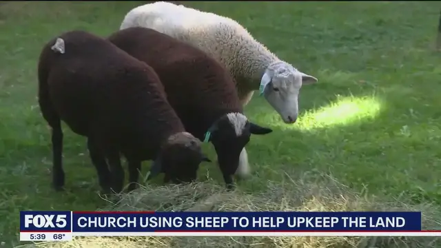 'Video thumbnail for Sheep provide 'lamb-scaping' services in local cemetery'