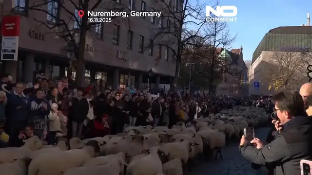 'Video thumbnail for Sheep herds move through German cities for winter pastures'
