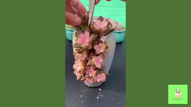 Video thumbnail for Beautiful Succulent DIY ideas