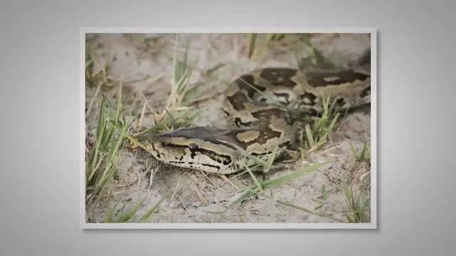 Video thumbnail for Python Predation: A Masterclass in Ambush and Constriction