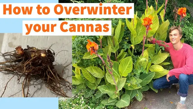Video thumbnail for How to Store Canna Lily Rhizomes and Keep Them Alive All Winter