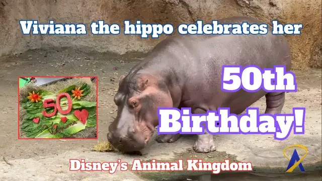 Video thumbnail for Hippo at Disney's Animal Kingdom Celebrates 50th Birthday!