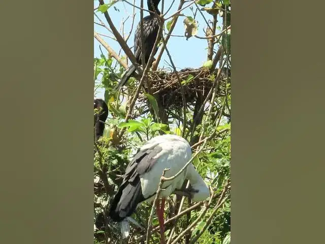 'Video thumbnail for Wow Nice Gain Bird A lot  EP 38 #birds #nestbird #birdalot #birdfeed #birdeat'