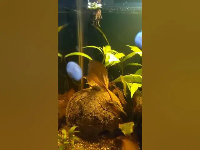 Video thumbnail for Marbled Limpet Nerite Snail eggs on glass? #shorts