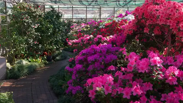 Video thumbnail for Do Azaleas Attract Bees and Butterflies?