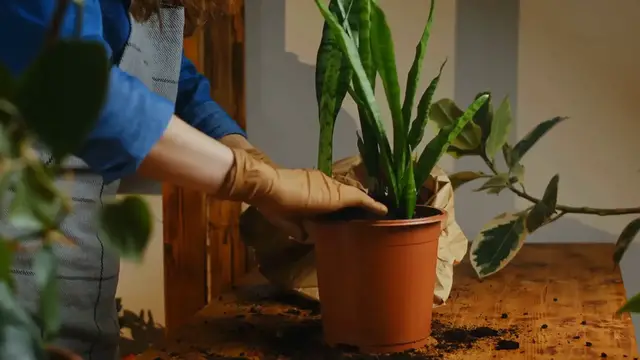 Video thumbnail for Snake Plant Care in Winter