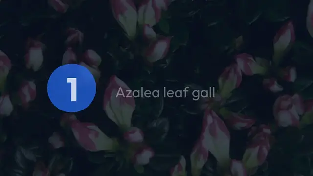 Video thumbnail for Common Azalea Diseases