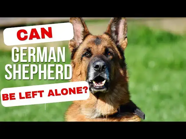 'Video thumbnail for Can German Shepherd be left alone ?'