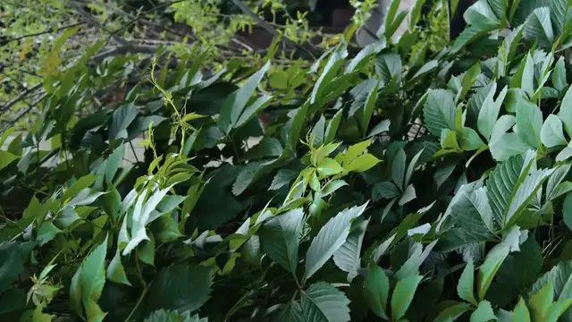 Video thumbnail for Best Climbers for Garden Trellises