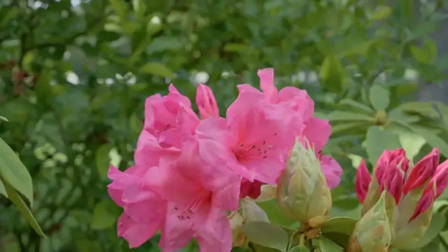 Video thumbnail for Best Time to Transplant Azaleas for Healthy Growth
