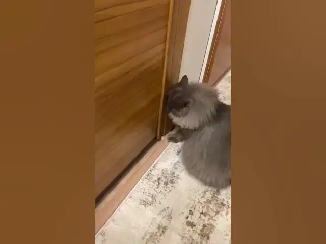 Video thumbnail for duman kapı tırmalama