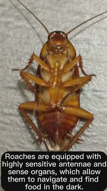 'Video thumbnail for are-roaches-nocturnal'