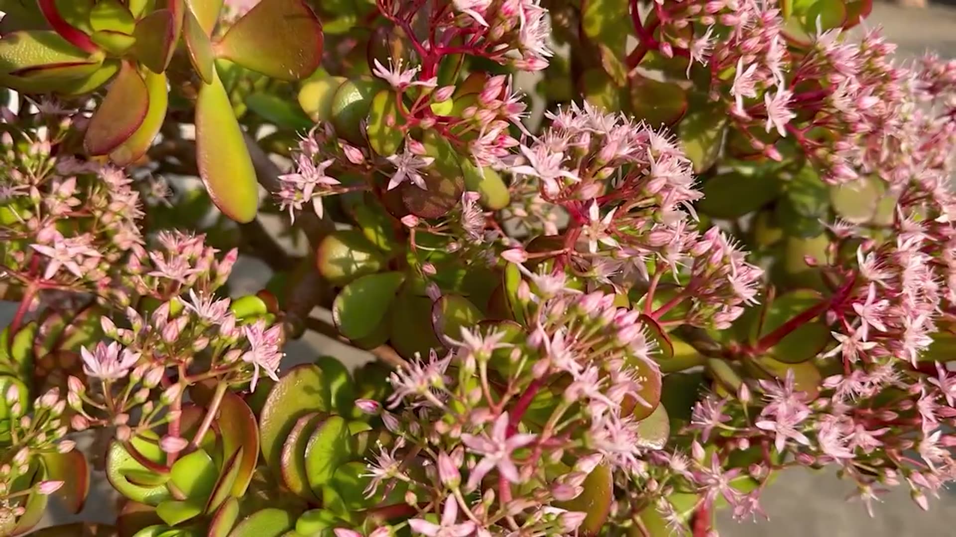 Video thumbnail for I Tried these 7 Jade Plant Blooming Tricks and Here's What Happened