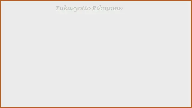 'Video thumbnail for Prokaryotic & Eukaryotic Ribosome'