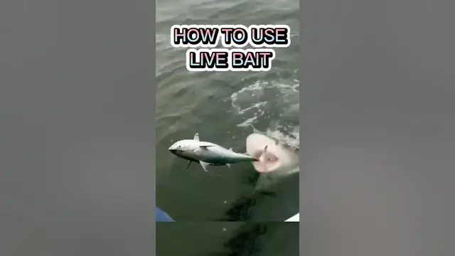 Video thumbnail for Catch of the Day: Fishing Memes #shorts