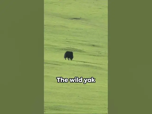 Video thumbnail for Tibet's Breathtaking Landscapes: A Visual Journey
