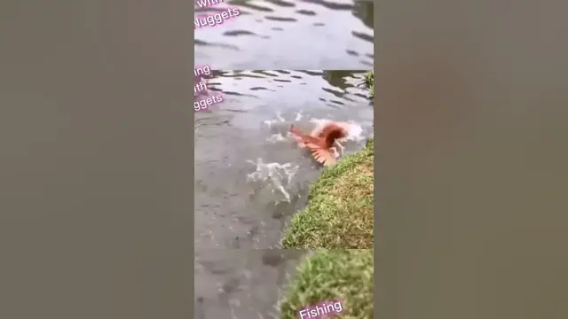 Video thumbnail for Fish attacks chicken #funny #fishingfails #fishing #animals #danger  #chicken
