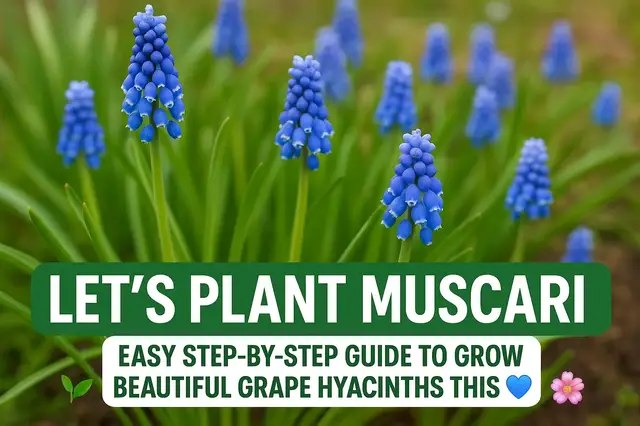 'Video thumbnail for 🎥 ✅ “Let’s Plant Muscari 🌿💙 | Easy Step-by-Step Guide to Grow Beautiful Grape Hyacinths This Spring! 🌸✨”'