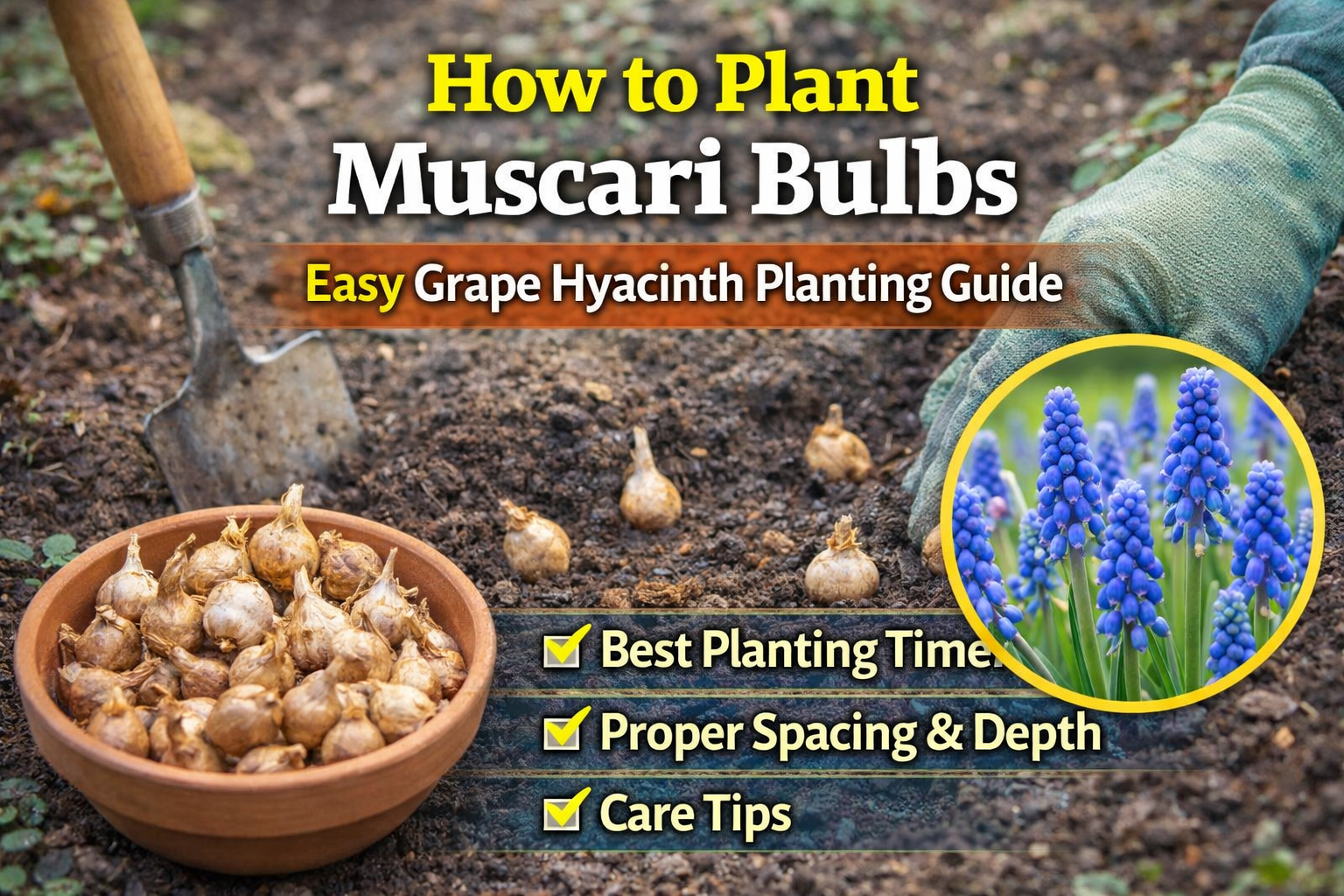 Video thumbnail for How to Plant Muscari Bulbs | Easy Grape Hyacinth Planting Guide
