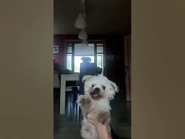 Video thumbnail for #funny #loop