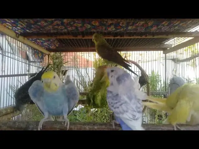 'Video thumbnail for 🦜 セキセイインコの羽音だけを聞く贅沢な3分間'