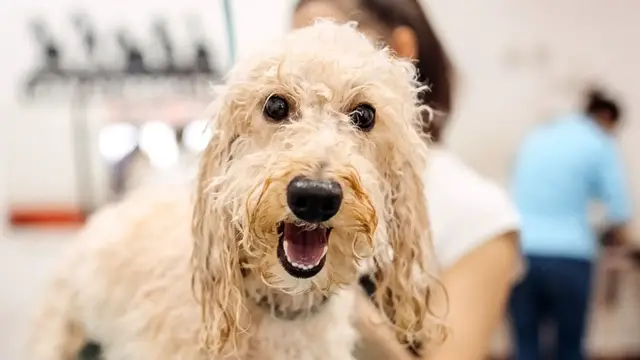 Video thumbnail for Simple Ways To Keep Your Dog Calm At The Groomer