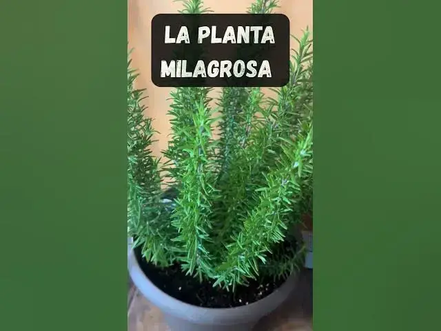 'Video thumbnail for LA PLANTA MILAGROSA #romero #remedioscaseros #jardinería #jardin #plantas'