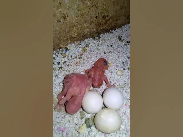 'Video thumbnail for 飼い主のスイカを食べたくて無言で訴え続けるインコさんww【サザナミインコ】【検証】萩の月に似過ぎてるインコ、重さまで一致してるって本当?【サザナミインコ】【インコ】鳥吸いの正しいお作法がこちら。帰宅拒'