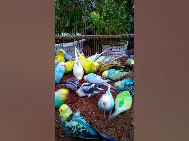 'Video thumbnail for 飼い主のスイカを食べたくて無言で訴え続けるインコさんww【サザナミインコ】【検証】萩の月に似過ぎてるインコ、重さまで一致してるって本当?【サザナミインコ】【インコ】鳥吸いの正しいお作法がこちら。帰宅拒'