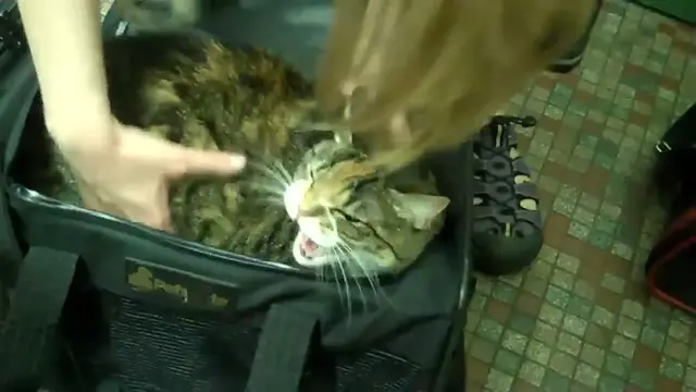 Video thumbnail for Angry cat at vets