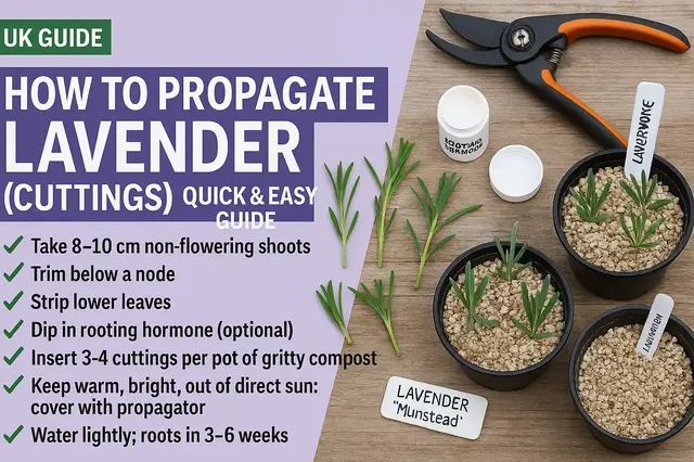 'Video thumbnail for 🎥 ✅ How to Propagate Lavender from Cuttings 🌿💜 | Quick & Easy Growing Guide 🌱✨'