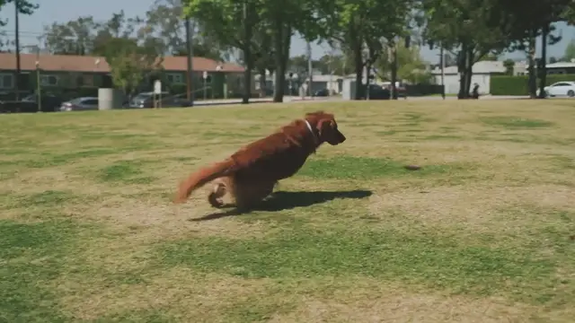 'Video thumbnail for Unleash Your Career: How to Start a Dog Training Business'