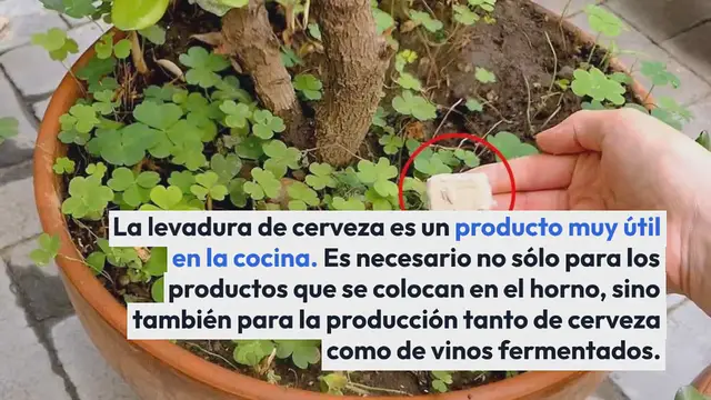 Video thumbnail for Levadura de cerveza para plantas, qué pasa si la pruebas: efectos inmediatamente visibles