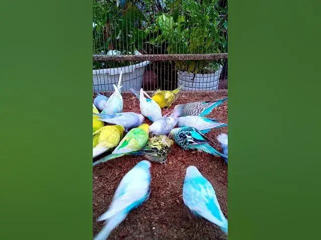 'Video thumbnail for 飼い主のスイカを食べたくて無言で訴え続けるインコさんww【サザナミインコ】【検証】萩の月に似過ぎてるインコ、重さまで一致してるって本当?【サザナミインコ】【インコ】鳥吸いの正しいお作法がこちら。帰宅拒'