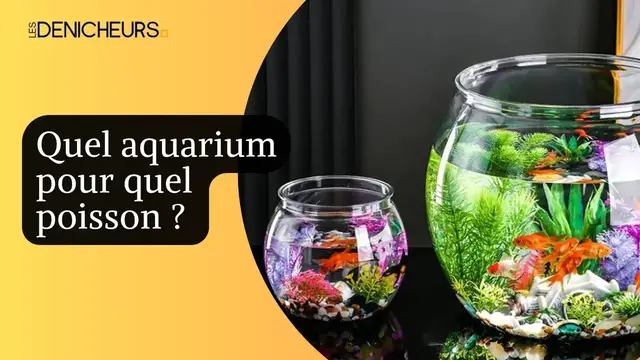 Video thumbnail for 🐠🐡Quel aquarium pour quel poisson ? 🐟