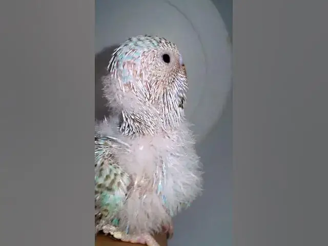 'Video thumbnail for 飼い主のスイカを食べたくて無言で訴え続けるインコさんww【サザナミインコ】【検証】萩の月に似過ぎてるインコ、重さまで一致してるって本当?【サザナミインコ】【インコ】鳥吸いの正しいお作法がこちら。帰宅拒'