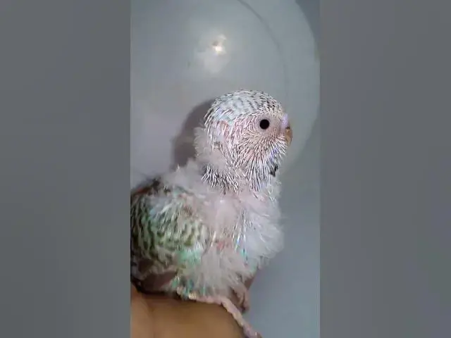 'Video thumbnail for 飼い主のスイカを食べたくて無言で訴え続けるインコさんww【サザナミインコ】【検証】萩の月に似過ぎてるインコ、重さまで一致してるって本当?【サザナミインコ】【インコ】鳥吸いの正しいお作法がこちら。帰宅拒'